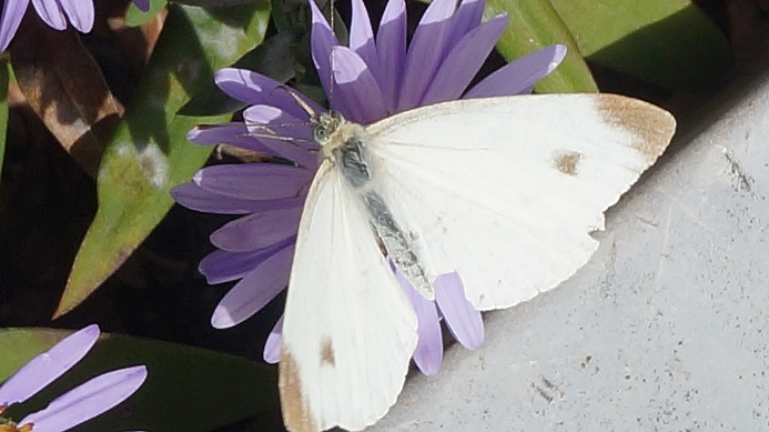 Schmetterling